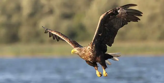 Ein Adler fliegt über die Spree